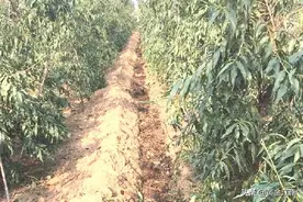 阳山果农田管繁忙。预示水蜜桃明年又有好收成图片