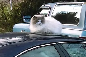 被抛弃的布偶猫主动在邻居门口卖萌求助，它的聪明可爱让命运改写图片