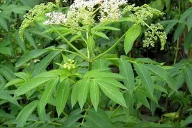 接骨草是一种什么样的植物图片