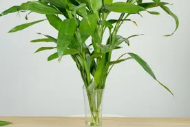 富贵竹爱黄叶、水发臭？“剪一刀”就解决了图片