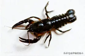 东北蝲蛄，可不是你们吃的小龙虾！揭秘蝲蛄冷知识，怀念儿时味道图片