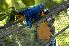 泪崩！一只野生大鹦鹉到动物园找真爱，却被笼子隔阻，20年不离开图片