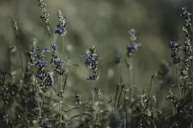 笑话：晚上在家，听到有人敲门：你家钥匙忘拔了，在门上挂着呢图片