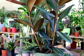 长得丑寓意好，养护简单省事，这几种花你养过吗？图片