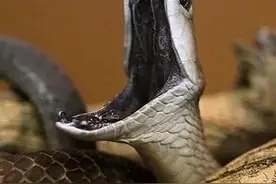 世界之最：世界最凶猛的蛇图片