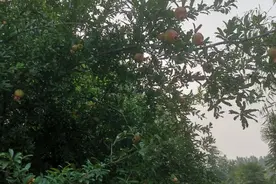 晨练好去处，禹州颍河园！图片