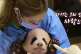 韩女团成员浓妆抱熊猫幼崽，被要求道歉？网友发怒：把国宝还回来图片