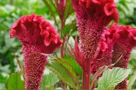 人尿和淘米水哪个肥？乡下老农告诉你答案，年轻人们听完别嫌弃图片