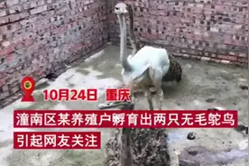 重庆出现一只无毛鸵鸟，身上没有一个毛孔，这是变异物种？图片