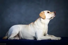 6岁狗狗病重，主人抱着一线希望给它做手术，取出肚子里的肿瘤图片