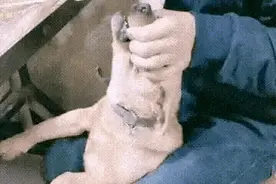 搞笑动图：女儿第一次带同学来家里面，爸爸快把一瓶醋喝完了图片