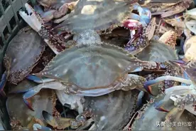 开海后常见的海蟹种类有哪些？哪种螃蟹最好吃？全吃过的算你牛！图片
