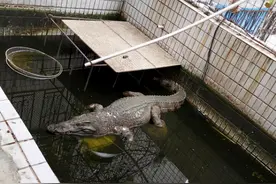 越养越心慌！深圳一市民路边捡幼鳄当宠物，万万没想到它是个“大家伙”图片