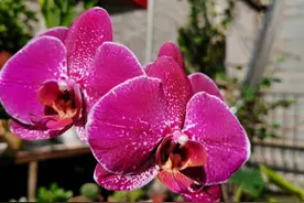 春节后养蝴蝶兰，做好3件事，不再“花后死”，还能一盆变多盆图片