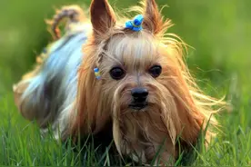 约克夏犬——开心的小精灵，你了解多少？图片