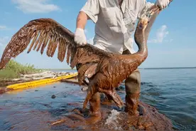 红海上漂流了5年的“不定时炸弹”，无数生物面临着巨大威胁图片
