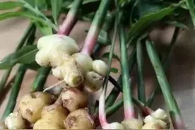 乡村散文：生姜图片