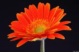 肛门变小大便变细，是长了“瘤”吗？出现肛裂或痔疮应怎么处理？图片