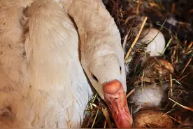 立夏吃蛋，一定要吃鹅蛋才对图片