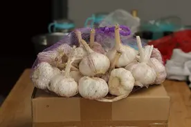 今天才知道，原来保存大蒜这么简单，放一年不干瘪不发芽，真实用图片