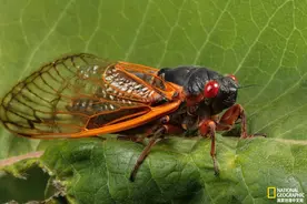 十七年蝉即将破土而出，美国将迎来数百万只蝉图片