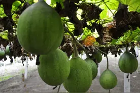 中医养生：小小“瓜蒌”全身是宝，润肺养胃，清热泻火图片