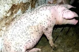 夏季蚊蝇泛滥，养猪场如何防治？以下几点让猪群健康成长图片