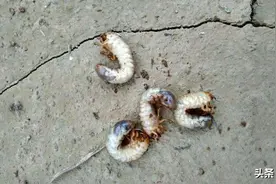 这样防治麦田蛴螬、金针虫、蝼蛄等害虫最简单，最长能管8个月图片