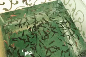 看完这篇文章你还敢去做「鱼疗」吗？图片