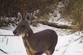 美姑大风顶保护区春季监测首次发现林麝频繁活动图片