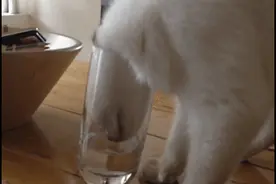 喵星人给你示范N种喝水的方式，怎么就没一种看起来像只正常喵图片