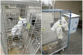 收购珍贵鹦鹉家中当宠物饲养？注意！你可能涉嫌违法犯罪图片