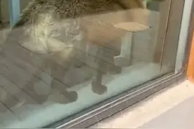 幼儿园里闯进一只“神秘标本”，因为太过美貌后被发现图片