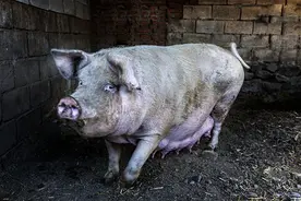 你知道母猪能下几只小猪吗？河北迁西杨庄老母猪一窝下了20个。图片