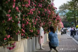 美爆了！石家庄这条街变身"蔷薇花瀑布"，怎么拍都是“大片”图片