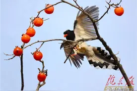 「美图庆阳」柿子熟了图片