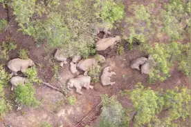 象群趣味多！贪玩象上线 打扰象群午休没得逞图片