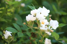 收藏！大连22条赏花路街图片