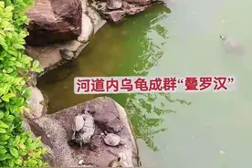 绍兴一河道内乌龟“叠罗汉”，一块石头上有七八只！网友：赶快捞图片