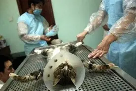 繁育冷知识：绝育后的公猫依旧能让母猫怀上？图片