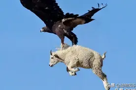 中国境内的“万鹰之王”——金雕，能单杀野狼，叼着山羊飞图片