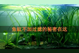 这个无过滤的鱼缸有5个月了，水一直清澈，我把秘密告诉你视频封面