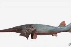 万里长江，那些濒危灭绝的物种图片