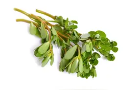 别人眼中的草，糖友眼中的宝，野菜能治疗糖尿病吗？图片