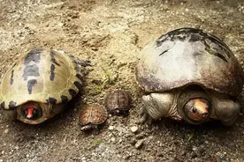 岁月是把杀猪刀？龟的成长中谁的变化大图片