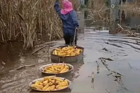 玉米泡在水里没收，难道冬小麦播种要“泡汤”？咋办？图片