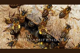 皖南中蜂的特色管理与反季节生产图片