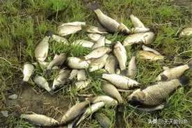 不同鱼类咬钩，浮漂动作为何不同？出现哪些漂相时，中鱼率最高？图片