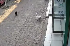 河南一狗狗走失15天后自己找到家，还带来“女朋友”主人激动坏了图片