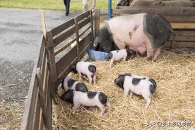 母猪养殖技术图片